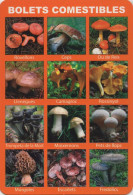 Mushrooms, Bolets Comestibles, 2017, Spain, Catalonia - Formato Grande : 2001-...