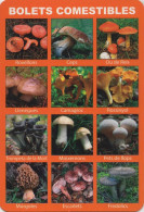 Mushrooms, Bolets Comestibles, 2017, Spain, Catalonia - Big : 2001-...