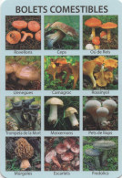 Mushrooms, Bolets Comestibles, 2016, Spain, Catalonia - Formato Grande : 2001-...