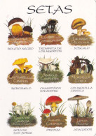 Mushrooms, 1998, Setas, Spain - Groot Formaat: 2001-...