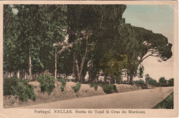 NELAS - Mata Do Tojal (à Cruz Do Marécos) - PORTUGAL - Viseu