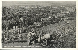 41209875 Oberkirch Baden Tiergarten
Rebberge Oberkirch Baden - Oberkirch