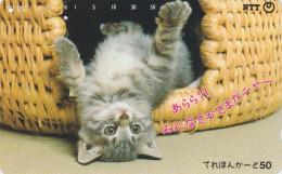 Télécarte JAPON / NTT 251-001 B ** 1 NOTCH 1 PUNCH ** - ANIMAL CHAT - CAT JAPAN Phonecard - Gatos