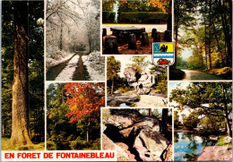 10-2-2024 (3 X 50) France - Forêt De Fontainebleau - Trees