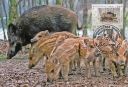 Austria 2019 - Wildschwein Carte Maximum - Cartes-Maximum (CM)