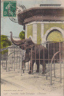 13 - BOUCHES-DU-RHÔNE JARDIN ZOOLOGIQUE L'ELEPHANT - Cinq Avenues, Chave, Blancarde, Chutes Lavies