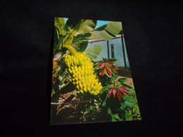 CPSM. Islas Canarias. Planta De Platanos Y Flor De Pascus.2 Scans. - Andere & Zonder Classificatie