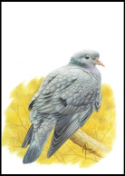 CM/MK Blanco** - 3069 - BUZIN - Pigeon Colombin / Holenduif / Stock Taube - 1er Tirage/1ste Druk - Jaunâtre/Geelachtig - Columbiformes