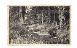 Rance.Un Sous-bois De La Vallée De L'Eau D'Eppe.Expédié à Bruxelles. - Sivry-Rance