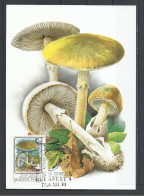 Hungary, Maximum Card, Toxic Mushrooms(Toadstools),  Amanita Phalloides,1986. - Tarjetas – Máximo
