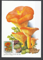 Hungary, Maximum Card, Toxic Mushrooms(Toadstools), Omphalotus Olearius,1986. - Maximum Cards & Covers