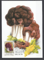 Hungary, Maximum Card, Toxic Mushrooms(Toadstools), Omphalotus Olearius,1986. - Maximumkarten (MC)