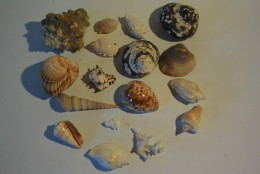 C41 Ensemble De + De 15 Coquillages Old Shell - Seashells & Snail-shells