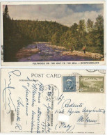 Canada Newfoundland NFLD  Pulpwood On The Way To The Mill - Color PPC Gander 16oct1950 X Italy C.5 King + C.10 Landscape - Sonstige & Ohne Zuordnung