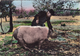 La Recherche Des Truffes - Champignons