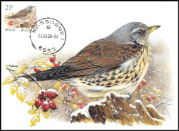 CM/MK° - Grive Litorne / Kramsvogel / Wacholderdrossel / Fieldfare - Nassogne - 02-08-1999 - ROULEAU/ROL - BUZIN - Passereaux