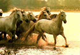 Animaux & Faune > Chevaux / 29 - Horses