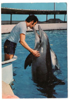 Delfini A Riccione - Dolphins