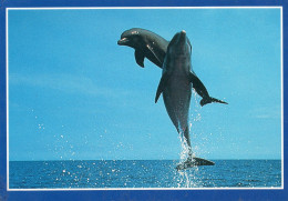 CPM - DAUPHINS - SAUT EN MER - Dolphins