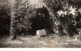 SAINT PIERRE D' OLERON - LE TOMBEAU DE PIERRE LOTI - MAISON DES AIEULES - CARTE PHOTO CPA - Saint-Pierre-d'Oleron