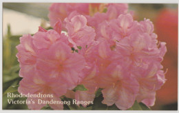 Australia VICTORIA VIC Rhododendron Flowers DANDENONG RANGES Near MELBOURNE Postcard C1970s - Sonstige & Ohne Zuordnung
