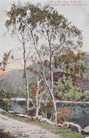 BT83.  Vintage Postcard.  Silver Birches,   Loch Katrine.   Stirlingshire - Stirlingshire