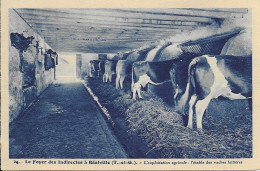 [82] Tarn Et Garonne > Realville Foyer Des Indirectes Exploitation Agricole Etable De Vaches Laitieres - Realville