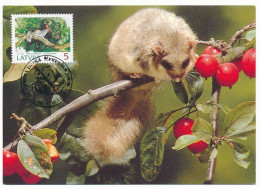 Mi 378-381 Maximum Cards / WWF, Edible Dormouse, Siebenschläfer, Loir Gris, Glis Glis - Latvia - Lettonie