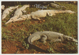 Australia QUEENSLAND QLD Freshwater CROCODILES Crocs WEIPA Overprint Murray Views W525A Postcard C1980s - Autres & Non Classés