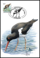 CM/MK° - Huîtrier Pie / Scholekster - Kortrijk - 11-07-2002 - Tirage Foncé/Donkerdruk - BUZIN - SIGNÉ/GETEKEND - Storks & Long-legged Wading Birds
