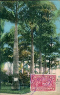 COSTA RICA - ROYAL PALMS IN VARGAS PARK - LIMON - CPYRIGHT H. WIMMER - MAILED TO ITALY 1927 / STAMP (17950) - Costa Rica