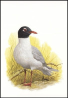 CM/MK Blanco** - Mouette Mélanocephale / Zwartkopmeeuw / Melanozephale Möwe / Gull - BUZIN - Gaviotas