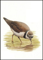 CM/MK Blanco** - Petit Gravelot / Kleine Plevier / Kleiner Regenpfeifer - BUZIN - Storks & Long-legged Wading Birds