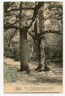 Le Chêne-Charmé.Forêt De Fontainebleau. - Trees