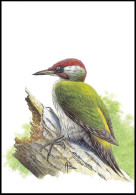 CM/MK Blanco** - Pic Vert / Groene Specht / Specht / Woodpecker / Picus Viridis - BUZIN - Specht- & Bartvögel