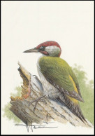 CM/MK Blanco** - Pic Vert / Groene Specht / Specht / Woodpecker / Picus Viridis - BUZIN - SIGNÉ/GETEKEND - Pics & Grimpeurs