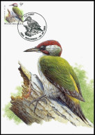 CM/MK° - 2778 - Pic Vert / Groene Specht / Specht / Woodpecker / Picus Viridis - Malmedy - 08-08-1998 - BUZIN - Spechten En Klimvogels