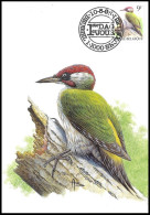 CM/MK° - Pic Vert / Groene Specht / Specht / Woodpecker / Picus Viridis - BSL-BXL - 10-08-1998 - BUZIN - Spechten En Klimvogels