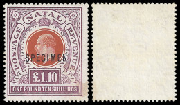 Natal 1908 KEVII £1.10 Overprinted Specimen - Natal (1857-1909)