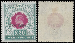 Natal 1904 KEVII £20 Specimen, Lovely High Value - Natal (1857-1909)