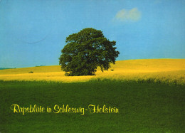 SCHLESWIG HOLSTEIN, RAPESEED, OILSEED, LANDSCAPE, GERMANY, POSTCARD - Schleswig