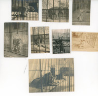 8 Petites Photos D Animaux En Cage Au Zoo, Années 30 - Autres & Non Classés