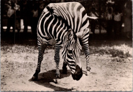 13-2-2024 (4 X 8) Transfusine - Black & White (posted In 1959) 119 - Zèbre / Zebra - Cebras