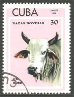 AF-187 Cuba Vache Cow Kuh Koe Mucca Vacca Vaca - Koeien