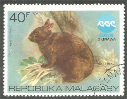 AF-194 Madagascar Lapin Lièvre Rabbit Hare Hase Kaninchen Coelho Conejo Coniglio Konijn - Hasen