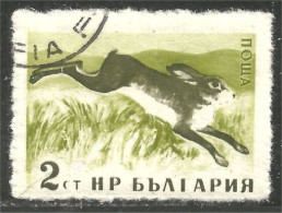 AF-185 Bulgarie Lapin Lièvre Rabbit Hare Hase Kaninchen Coelho Conejo Coniglio Konijn - Rabbits