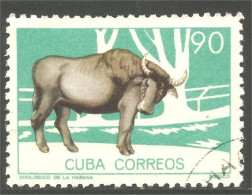 AF-186 Cuba Boeuf Bull Vache Cow Kuh Koe Mucca Vacca Vaca - Cows