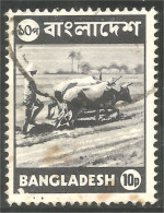 AF-180a Bangladesh Labourage Ploughing Boeuf Oxen Kuh - Mucche