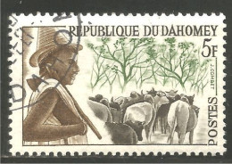 AF-64 Dahomey Vache Cow Kuh Koe Mucca Vacca Vaca - Koeien