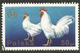 AF-13 Poland Coq Rooster Hahn Haan Gallo Poule Hen Huhn - Gallinacées & Faisans